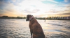 Quotes About Dogs
